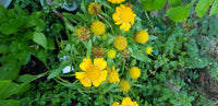 Garden Weeds as Folk Medicine for Wellness & Healthy ageing