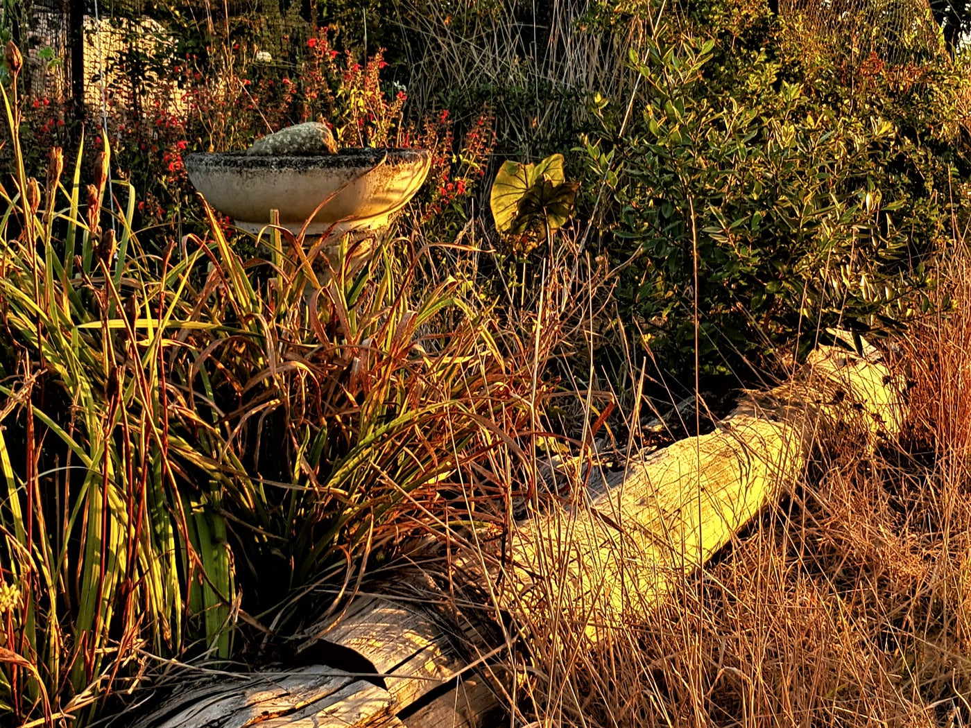 Dry brown plants around a concrete birdbath, bordered by dry lpgs in drought season