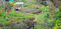 Three must-do foundation steps for healthy and thriving land restoration