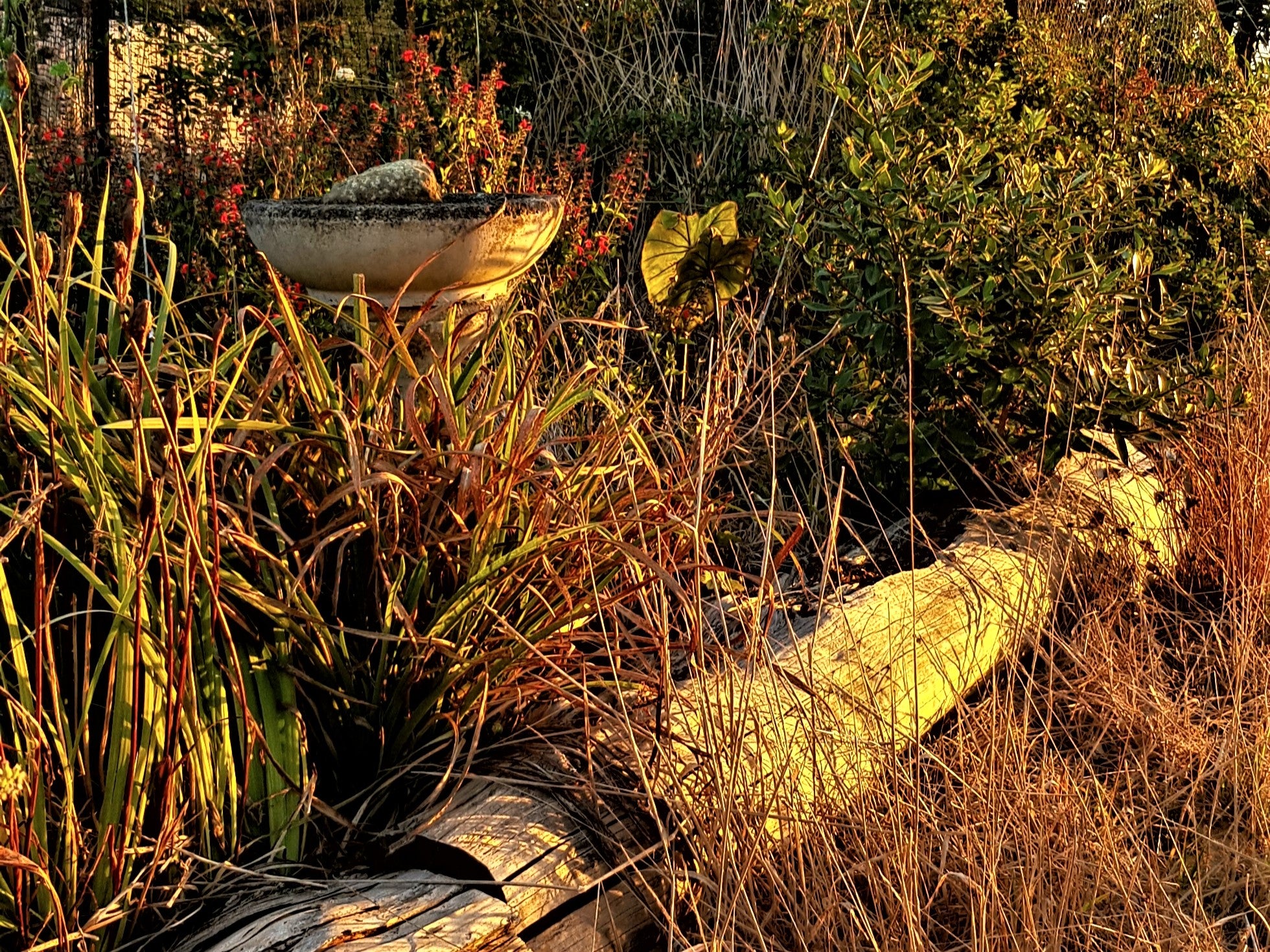 Dry brown plants around a concrete birdbath, bordered by dry lpgs in drought season