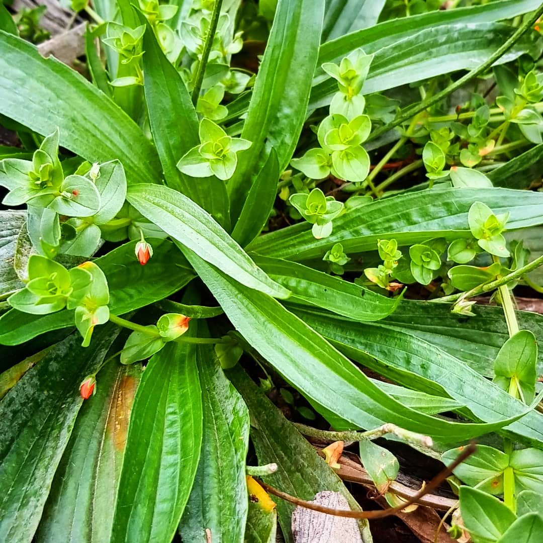 Ribwort with scarlet pimpernel twined in