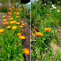 Two rows of Calendula plants side by side on a hillside