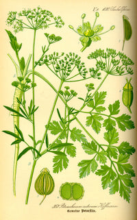 Parsley - ancient herb, modern powerhouse