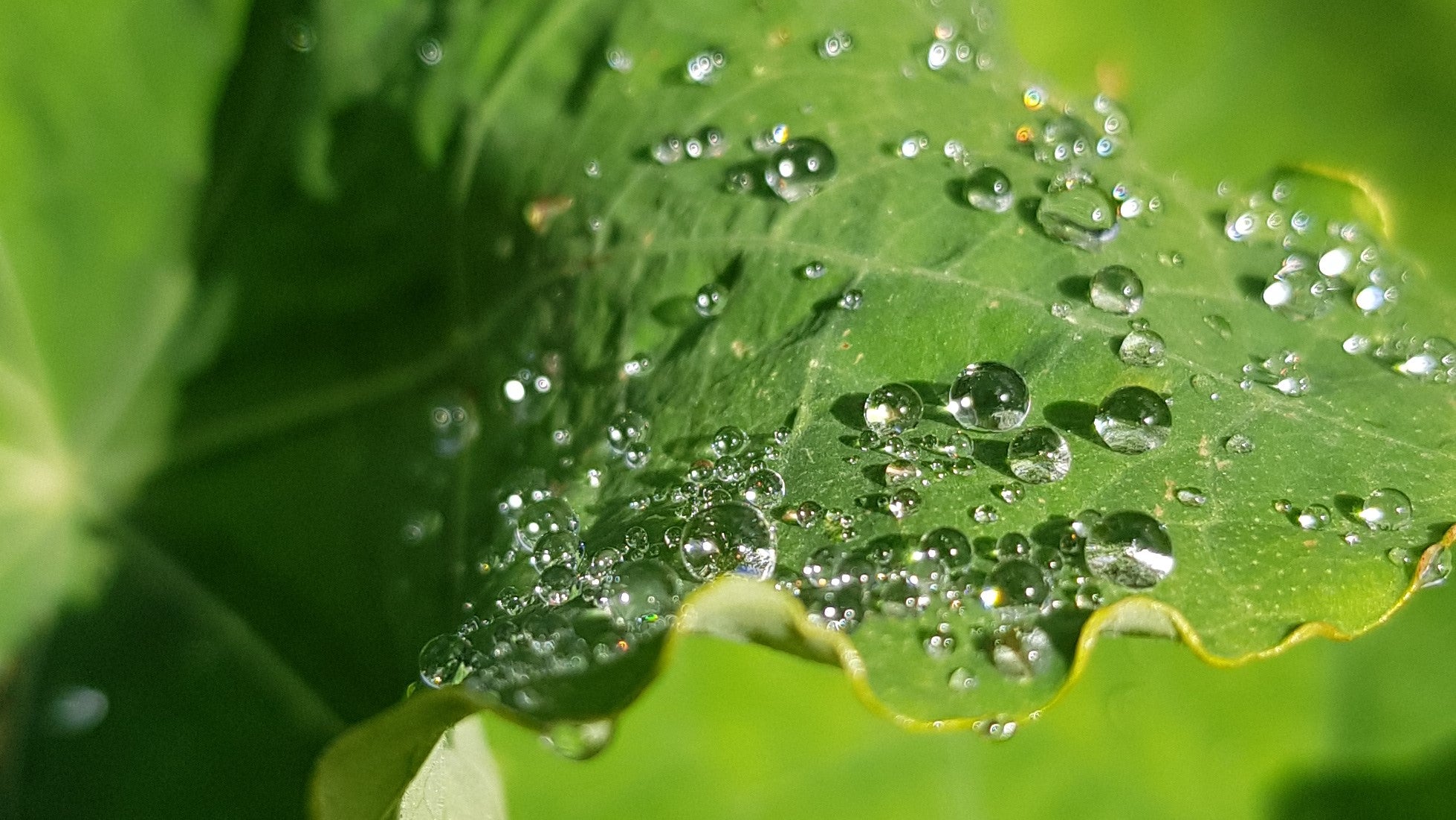 Water: How do I know how much I need?