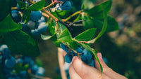 Plant a powerhouse of antioxidants: Blueberries