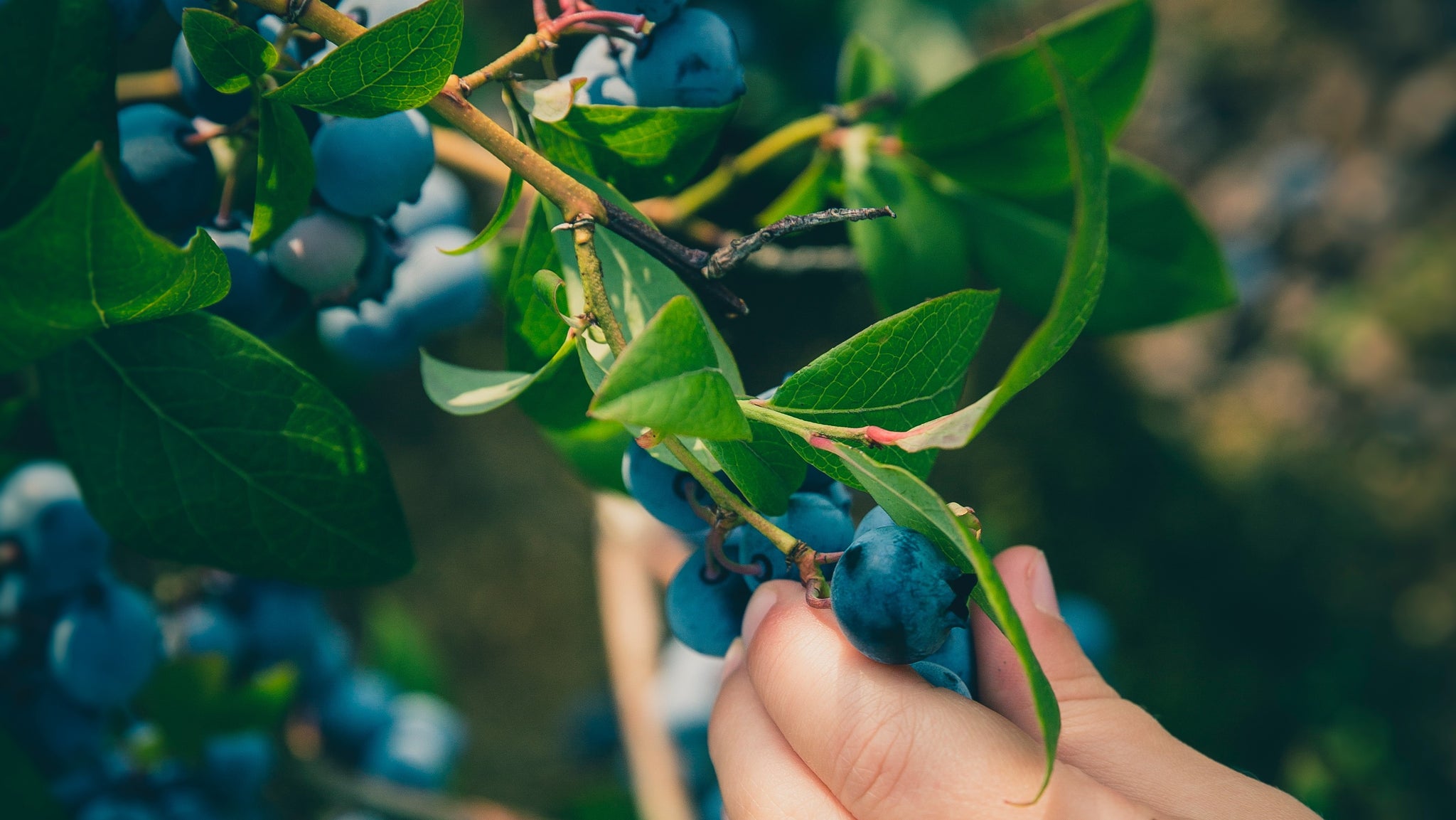 Plant a powerhouse of antioxidants: Blueberries