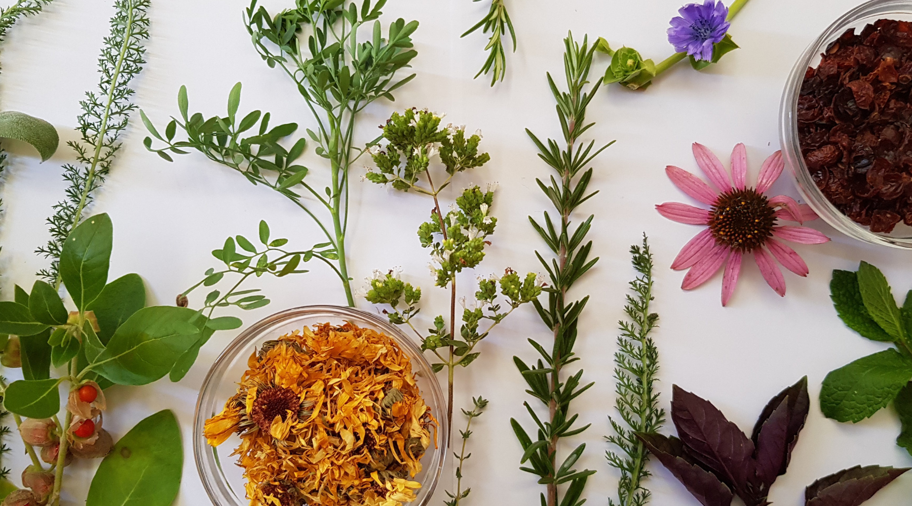 Selection of fresh and dry herbs on a white background